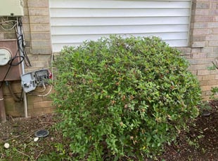 James H.'s Bush Trimming service result