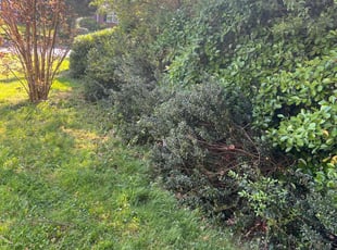 Bush Trimming by Jose M Rodriguez for Imai W. in Alexandria, VA