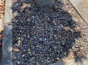 Weeding by George Islas for Richard C. in Lakewood, CA