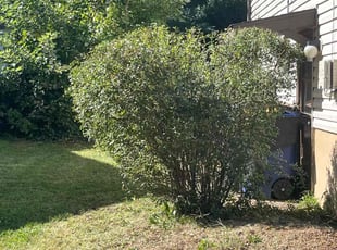 Bush Trimming by Jhon Reyes for Vincent S. in Mount Holly, NJ