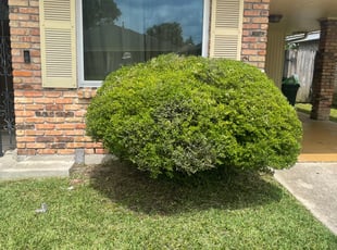 Bush Trimming by Juan Manson for Jacque L. in New Orleans, LA