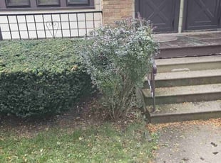 Bush Trimming by Robert Doedy for Karl R. in Milwaukee, WI
