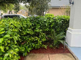 Bush Trimming by Ryan Toaston for Julian A. in Saint Johns, FL