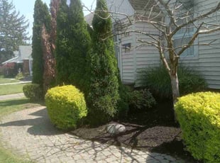 Mulching by Rayshawn Martin for Lana D. in Euclid, OH