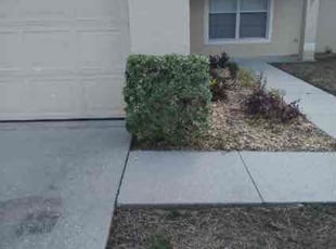 Bush Trimming by John Weber for DJ B. in Clermont, FL