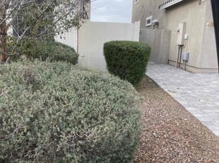 Bush Trimming by Andrew Hoodzow for Amanda B. in Mesa, AZ