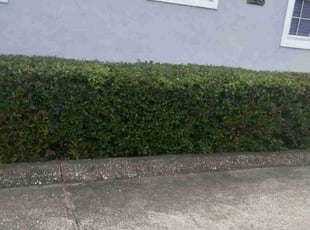 Bush Trimming by Deven Dunn for Kenneth L. in Orlando, FL