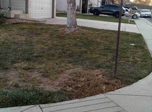 Leaf Removal by Jerry Hamilton for Dave D. in Thornton, CO