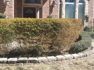 Bush Trimming by Domingo Rosas for Terrance C. in Houston, TX