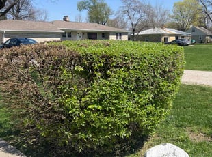 Bush Trimming by Gilberto GarcΓa for Cinnamon Z. in Indianapolis, IN