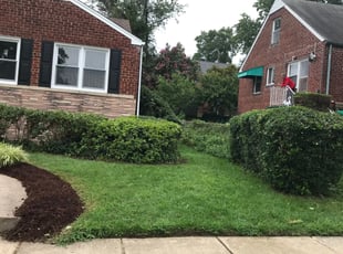 Bush Trimming by Kamonta Hackey for Todd L. in Hyattsville, MD
