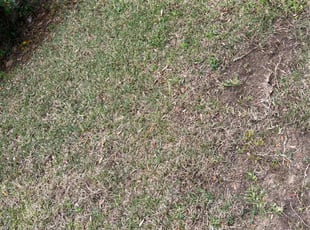 Leaf Removal by Charles Gulley for Sharon F. in Gulf Breeze, FL
