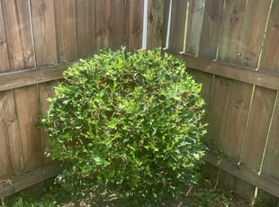 Bush Trimming by Edgar Hernandez for Brandon J. in Columbus, OH