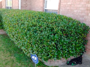 Bush Trimming by Severa Rosie Lara for jason b. in Grand Prairie, TX