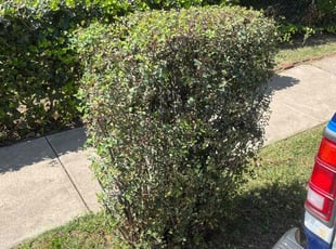Bush Trimming by Thomas Fador for Mcsendy P. in Baltimore, MD