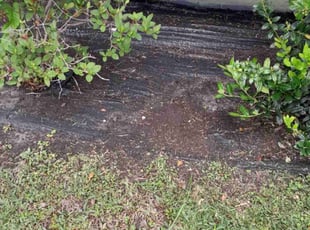 Weeding by Warren Thomas for Emily W. in New Orleans, LA