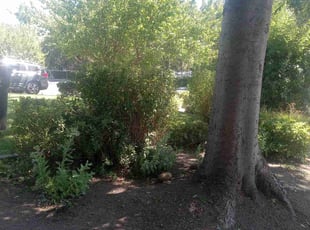 Bush Trimming by Thomas Hancock for Sandra K. in Stockton, CA