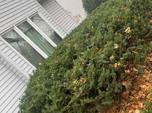Bush Trimming by Santos Blanco for Parveen B. in Lakeville, MN
