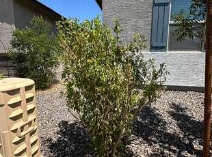 Javier C.'s Lawn Treatment service result