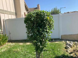 Bush Trimming by Hugo Lopez for Jose H. in Perris, CA