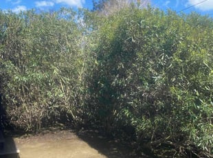 Cleanups by Michael Leftridge for RyAnn P. in Vallejo, CA