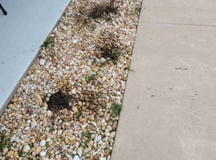 Weeding by Brandon Walls for Muzine D. in Gulf Breeze, FL