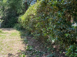 Bush Trimming by Sharone Kinlock Sr for Leo S. in Mount Pleasant, SC