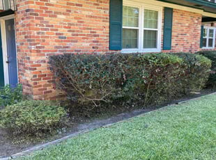 Bush Trimming by Robert Huntsinger for Holly B. in Tallahassee, FL