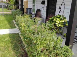 Bush Trimming by Daniel Campos for Alexandria A. in Houston, TX