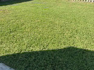 Rachel H.'s Lawn Care service result