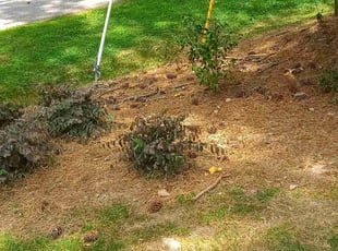 CARL J.'s Flower Bed Weeding service result