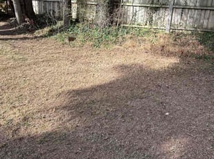 Leaf Removal by Noel Seals for Celia H. in Asheville, NC