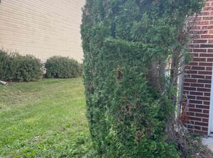 Bush Trimming by Terrence Hawkins for Nena A. in Waldorf, MD