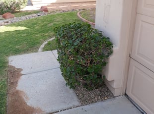 Bush Trimming by Raul Blanco for Ty N. in Chandler, AZ