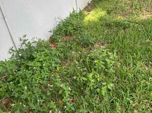 Leaf Removal by Patrick Paul for Tyler w. in Apopka, FL