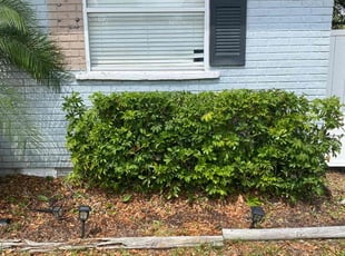 Bush Trimming by Jacob Hernandez for Yunie C. in Tampa, FL