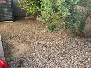 Leaf Removal by Gustavo Sandoval for Lou G. in Tolleson, AZ