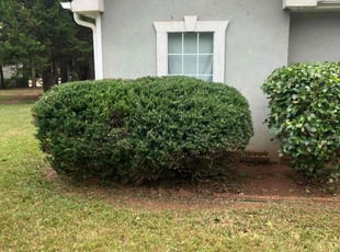 Bush Trimming by Shannon Costley for Faye M. in Covington, GA