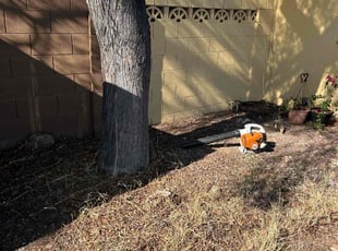 Tamara J.'s Leaf Removal service result