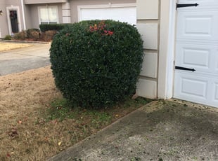 Bush Trimming by Jeff Foster for Fred J. in Riverdale, GA