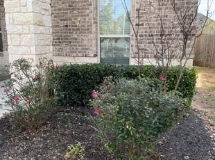Bush Trimming by Jesse Aquino for Michael &. in San Antonio, TX