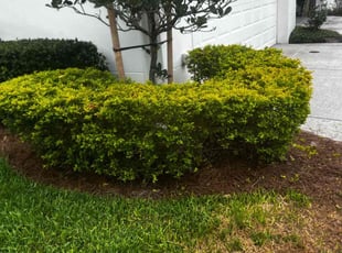 Bush Trimming by Withman Herrera for Felicia C. in Orlando, FL