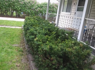 Bush Trimming by Hellen Seon for Jerrald S. in New Brighton, MN