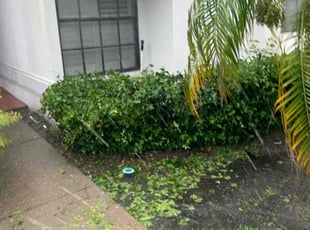 Bush Trimming by Omar Ozuna Minier for Peter C. in Tampa, FL