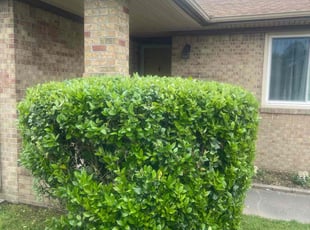 Dawn M.'s Bush Trimming service result