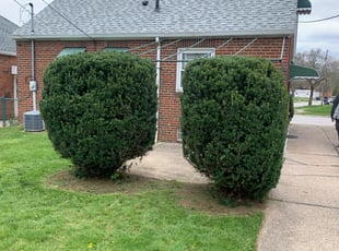 Bush Trimming by Marcus Williams for Alexander G. in Brooklyn, OH