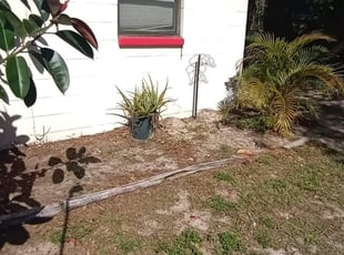Weeding by Cari Butler for Sharii L. in Tampa, FL
