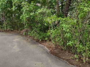 Bush Trimming by Robert Cordes for Robert S. in Blaine, MN