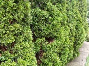 Bush Trimming by Dillard Bruner for Gabriele C. in Covington, KY