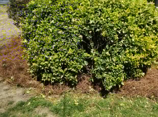 Bush Trimming by Jody Serecky for Jamie R. in Cumming, GA